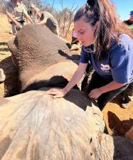 Dr. Gabrielle Catania sedating an African elephant