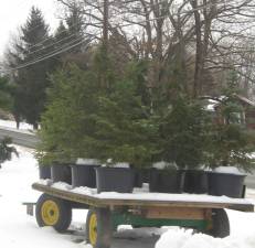 PHOTO BY JANET REDYKE Tree farmer Elmer Platz displayed his environmentally correct potted Christmas trees.