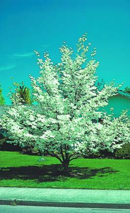 A flowering white dogwood tree.