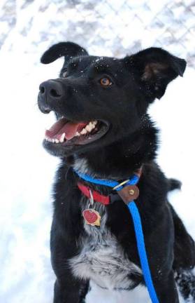 Dog of the week Excelsis