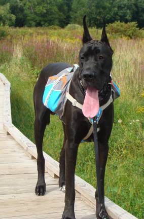 Meeting this hiker on the trail proved interesting. Cedric the Great Dane loves walking the Appalachian Trail, complete with his own back pack