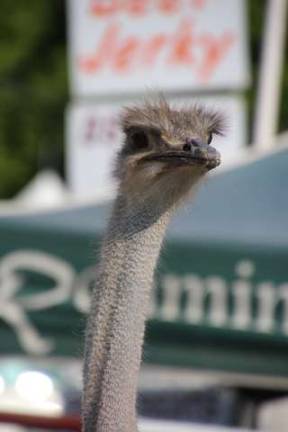 You looking for the Fair? This Ostrich from Roaming Acres Farm in Lafayette is here to greet you.