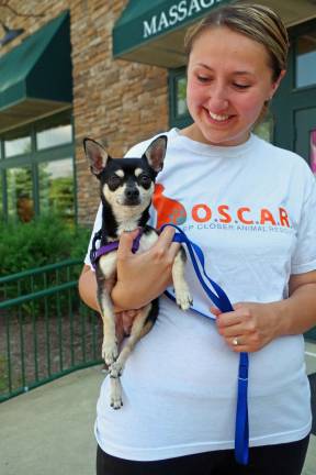 Cassie Kowalchuk, president of O.S.C.A.R., holds Jeffery, a Chihuahua mix that was brought to the pet adoption held at the Skylands Gallery &amp; Studio last Sunday.