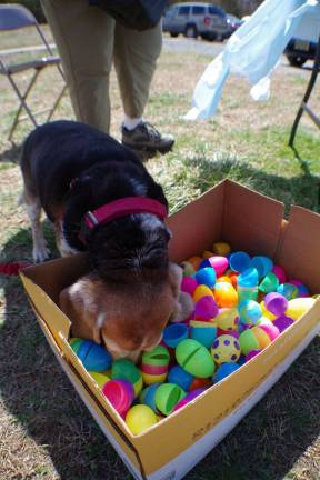 Barney the Beagle scours the box of already discovered treat eggs hoping to find an errant treat. Sure enough, he found a few. He came to the park with his mom DOGS volunteer Pat Lang of Highland Lakes.