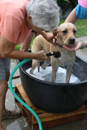 Dog wash fundraiser a success
