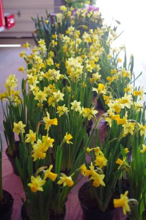 A table covered with daffodils.