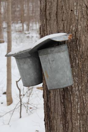 Sap collecting buckets in the Sugarbush at Lusscroft Farm