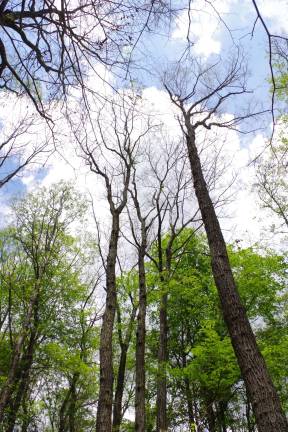 NJ Sierra Club concerned Highlands area is 'under attack' Wawayanda State Park Photo by Chris Wyman