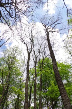 Wawayanda State Park Photo by Chris Wyman