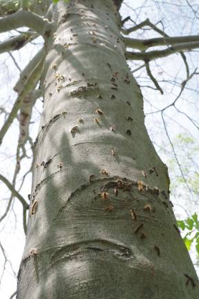 Photo by Chris Wyman A tree is shown infested with gypsy moth caterpillars.