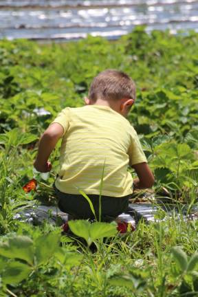 A young boy picks strawberries at the Strawberry Festival at Green Valley Farms in Wantage on Saturday. Home-made ice cream, strawberry short cake, brisket and burgers were all made fresh at the farm.