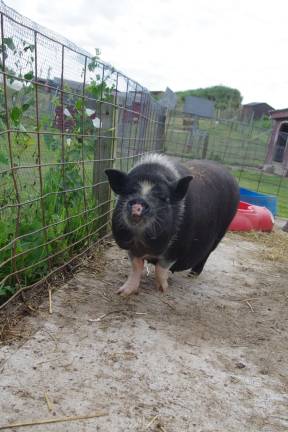 A pig at Heaven Hill Farm.