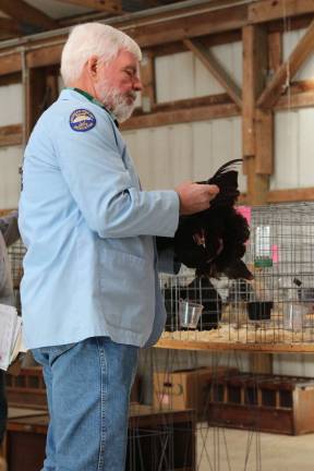 Poultry Fanciers Association holds fall show APA judge Glen See of Virginia judges a black cockin at the fall show.