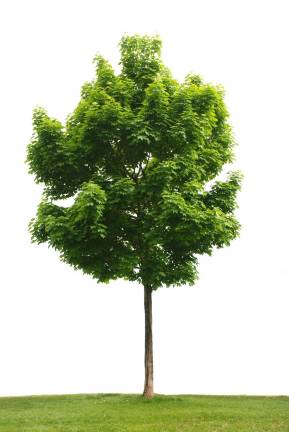 Celebrate National Arbor Day by planting free trees Celebrate National Arbor Day by planting free trees