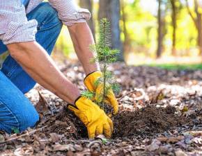 Tree planting event Wednesday in Sussex
