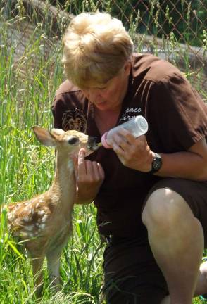 A 3-week-old fawn receives a bottle from the Zoo Momma, Lori Space Day.