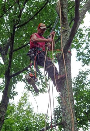 PHOTO BY CHRIS WYMAN In Wawayanda State Park, Stefan Shine of Barry Lakes-based Young Forest Trees is shown disassembling, limb by limb, an 80-foot tall dying tree that could not be safely dropped in one piece. Although he has no interest in parachuting, bungee jumping, or even rock climbing, he doesn&#xfe;&#xc4;&#xf4;t hesitate to climb trees that qualify as dangerous technical removals.