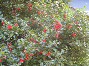 Local holly bushes are already adorned with holly berries, a preview to the Christmas season.