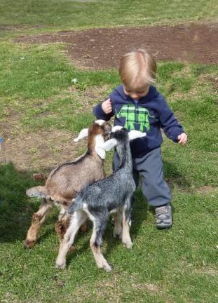 Oliver Bachmann of Milford, Pa., enjoys training the kid goats at Space Farms for Jr. Zookeeper&#x2019;s Day.