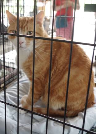 BARKS (Byram Animal Rescue Kindness Squad) brought a selection of adoptable cats, including this tabby.