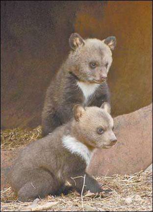 Space Farms has new bear cubs on exhibit Space Farms has new bear cubs on exhibit
