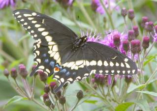 Historical society to host beauty of butterflies