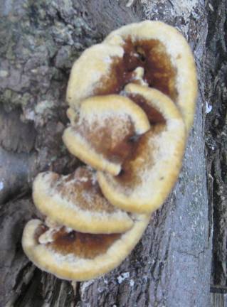 PHOTOS BY JANET REDYKEWet, damp conditions can cause spore mushroom growth.