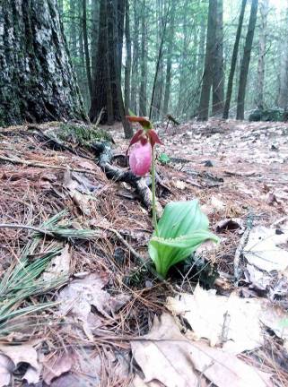 A pink lady slipper at Lacawac Sanctuary in late May (Facebook photo)