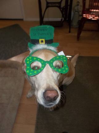 Theresa Fehrenbach of Milford, Pa. &quot;Stewie getting his Irish on. Seven year old Stewie a yellow lab, visiting his owner's son's mom in Milford, waiting for St. Patrick's Day.&quot;