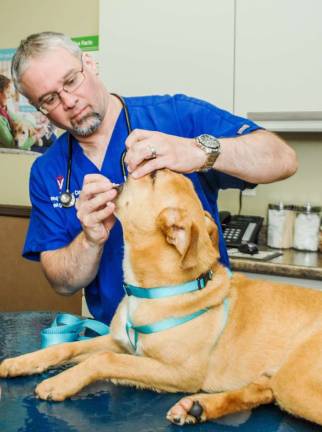 Advanced Veterinary Care offers cutting-edge services and 24-Hour care Photos by Paul Kane Dr. Michael Ramieri operates on a cooperative patient.