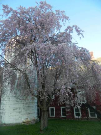 Cherry Blossom in front of the barn at Lusscroft Farm.