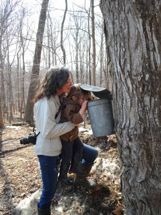 Lusscroft Farm host sugaring event Allison and Asher Norwood of Wantage peek into the sap buckets looking for a drip.