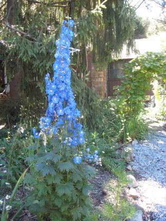 PHOTO BY JANET REDYKE These beautiful blue flowers were spotted in a garden in Highland Lakes. But what are they?