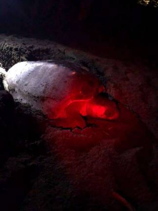 An Olive-Ridley sea turtle laying its eggs right in front of the eco-lodge where the group stayed (Photo provided)