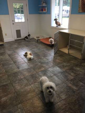 Sussex County dogs getting sick despite vaccines PhotoS by Amy Shewchuk Some new boarders at the spa.