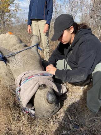 Dr. Gabrielle Catania places a catheter in a sedated southern white rhinoceroses, to allow IV access during the dehorning procedure.