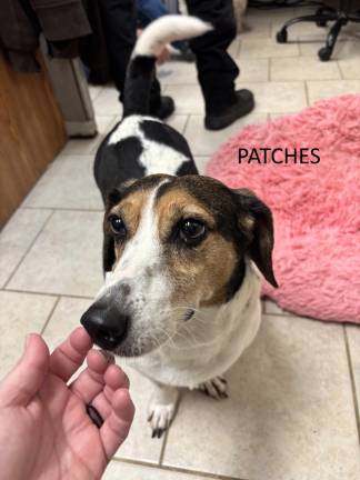Meet Foxy and Patches <b>Patches</b>