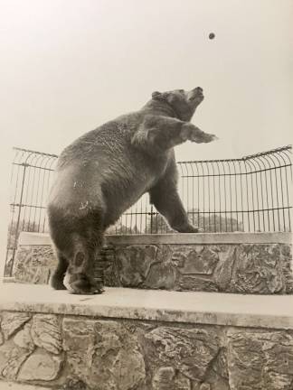 Goliath, the bear who is now stuffed and greets visitors at Space Farms Museum