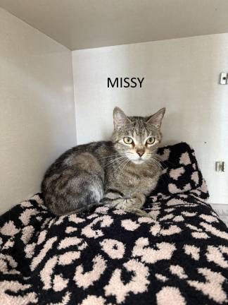 Meet Missy Meet Missy