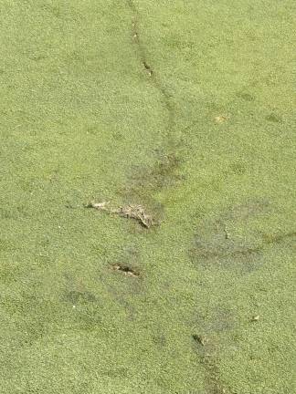 Golfer struck by lightning LG2 The spot where lightning struck a golfer on the 15th hole.
