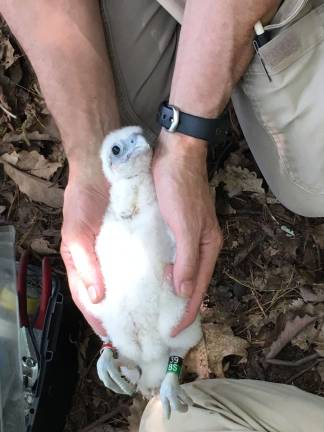 Peregrine chick poses after being banded. (Photo provided)