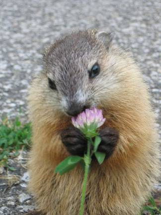 Jenny the Woodchuck