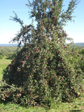 PHOTOS BY JANET REDYKE This unusual apple tree in Pochuck's orchard resembles a Native American teepee.
