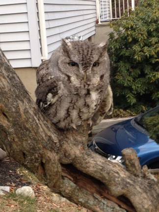 The Fiorentino family found this bird in their backyard over the winter. He had a broken wing and was taken to the Avian Wildlife Center, where he was nursed back to health. Do you have a nature photo? If so, send it to editor.ann@strausnews.com.