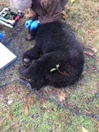 Bear released from coyote trap