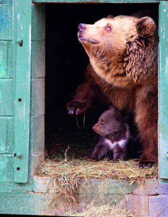 Photo by Gale Miko Kodiak mother bear with one of her three six-week old cubs at Space Farms. This is the first time the zoo had Kodiak cubs. When the female bear knows she is pregnant she will dam herself up in the den. They go into a state of hyperplasia where their metabolism and blood pressure go down but are still mentally awake. Bear milk is 55 percent fat and at room temperature will get the consistency of pudding. Fred Space is a world renowned expert as well as a local expert. Space designed the special dens last year with multiple doors and dens.. This gives a sense of security when they are ready to hibernate. The male is penned on the other side for the safety and well being of the cubs.