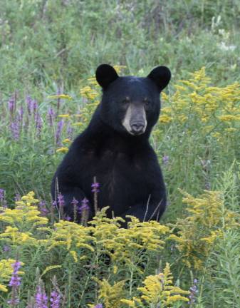 This photo provided by reader Lisa Thomas shows a bear in the tall grass off the Appalachian Trail.