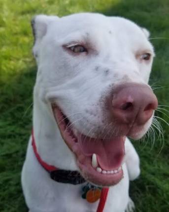 Dog of the Week: Grey Lonestar Dog of the Week: Grey Lonestar
