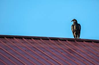 Dozens of these sometimes line the roof of the George Inn during the early morning hours, looking like avian statues, or gargoyles