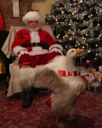 But Santa my list is THIS LONG! said Oliver the Goose.